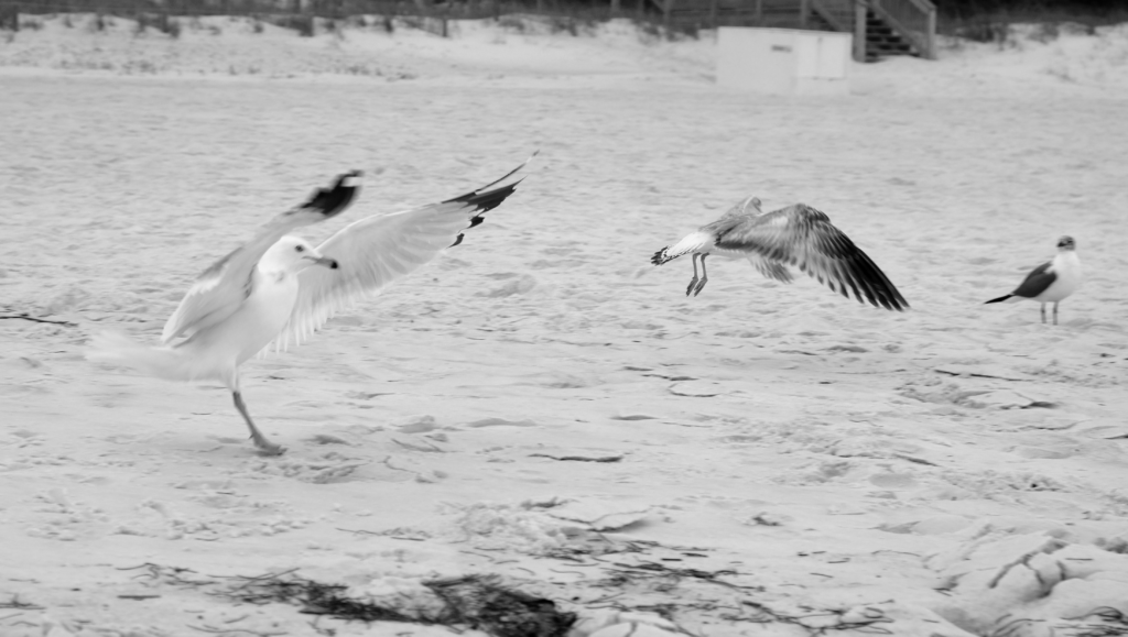 Florida beach with birds